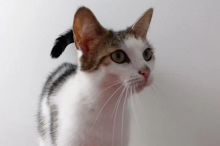 Dieses kleine Katzenmädchen ist 5 Monate jung und wurde wegen eines Umzugs abgegeben. Sie liebt Menschen über alles, ist sehr verspielt und wünscht sich ein Zuhause mit einem Katzenkumpel und Freigang. Weitere Informationen und Kontakt: www.purzelundvicky.at