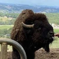 Die Bisons in Straden beschäftigen seit 15 Jahren Behörden, Gerichte und Anrainer