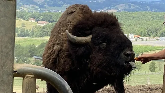 Die Bisons in Straden beschäftigen seit 15 Jahren Behörden, Gerichte und Anrainer