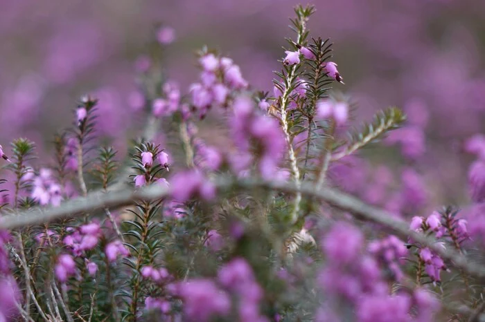 Besonders wichtig: Im Frühling sind die Erikablüten wichtige Nahrung für Bienen.