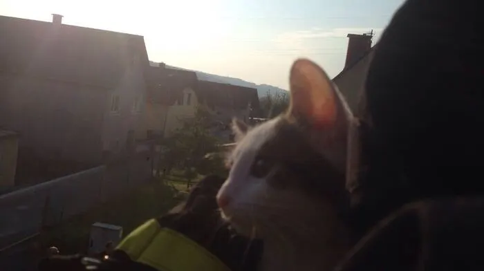Klicken Sie sich durch die Bilder der Katzenrettung!