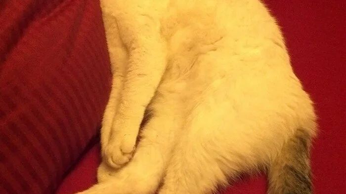 Amadeus ist total geschafft vom Mäusejagen.