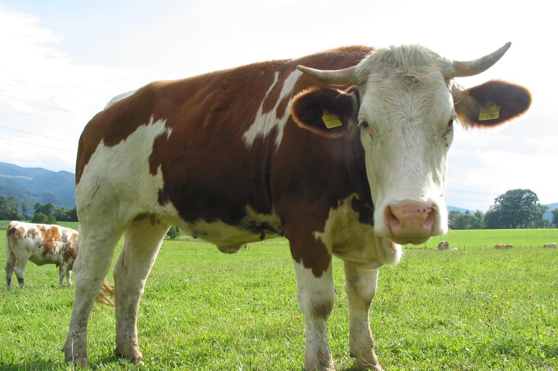 Im Mürztal: Stier ging auf Bauer los und schleifte ihn 15 Meter über die Weide