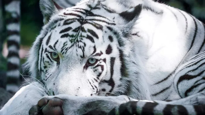 "Der Zoo Beauval ist absolut faszinierend und gehört berechtigterweise zu den schönsten Zoos weltweit", attestierte eine Besucherin dem Zoo in Mittelfrankreich.