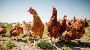 Im Lavanttal haben sich vermehrt Landwirte der Hühnerzucht verschrieben