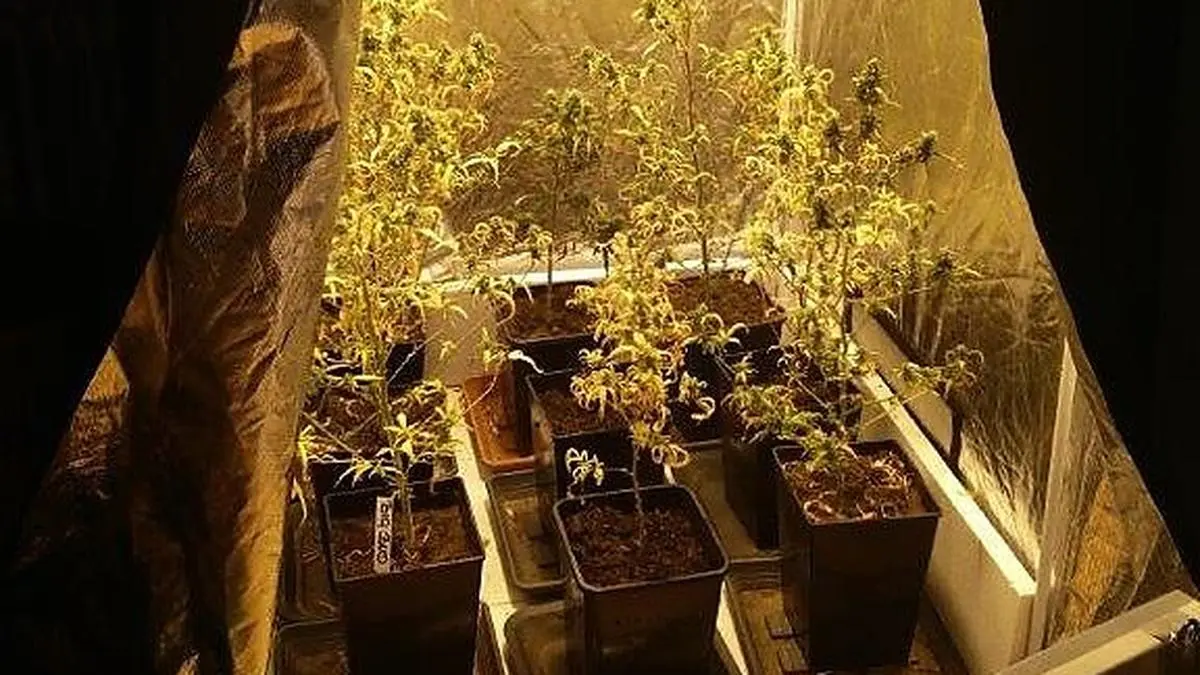 Die gefundene Zuchtanlage