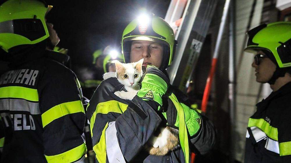 Katze ´Luna´ wurde von der Knittelfelder Feuerwehr von einem Hausdach gerettet