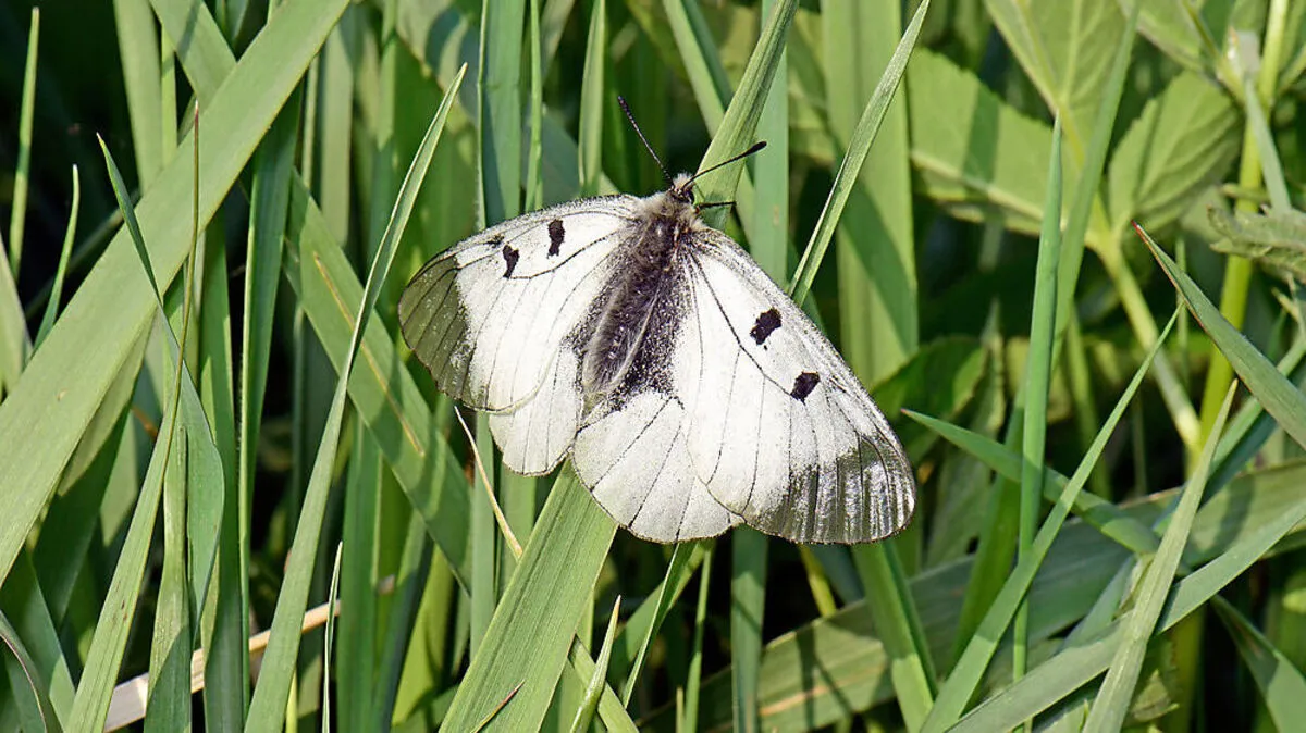 Der Schwarze Apollo konnte durch die Blühstreifen im Ennstal wieder ein Habitat finden