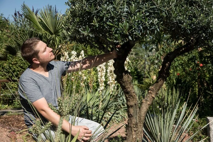 Der Olivenbaum ist Teil der persönlichen Pflanzentriade des stolzen Schrebergartenbesitzers.