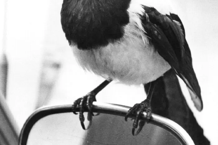 Die Neugier wurde der Elster zum Verhängnis. Denn anders als behauptet geht der hübsche Vogel nicht gezielt auf Beutezug nach glitzernden Gegenständen. Vielmehr ist es die Neugier, die ihn antreibt. Bei der Nahrungssuche sind Elstern schon organisiertere Kleinkriminelle: Agiert wird im Duo. Einer lenkt ab und der andere schlägt zu.