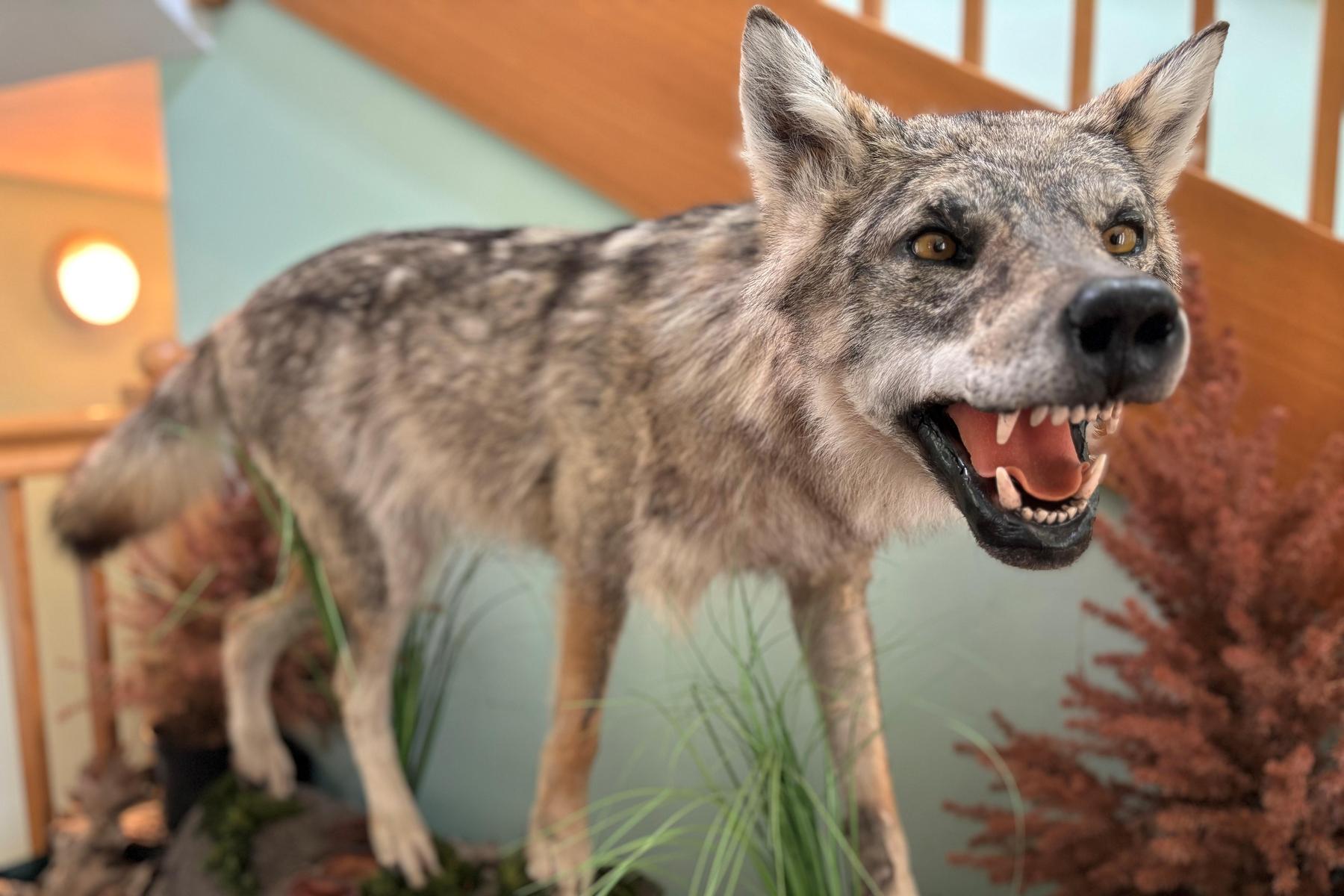 Faktencheck : Getötete Kärntner Wölfe als Trophäe im Wohnzimmer?  