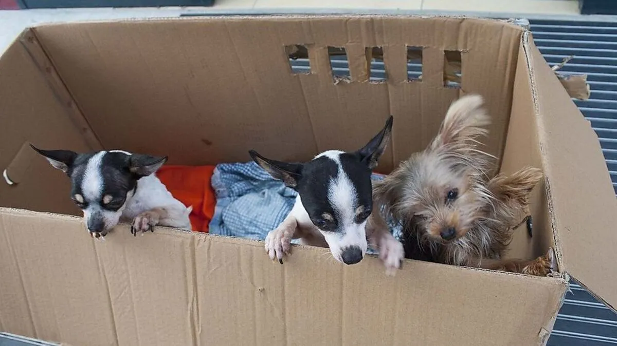 Diese Schachtel wurde vor dem Tiko Klagenfurt abgestellt. Die drei Hunde waren halb erfroren