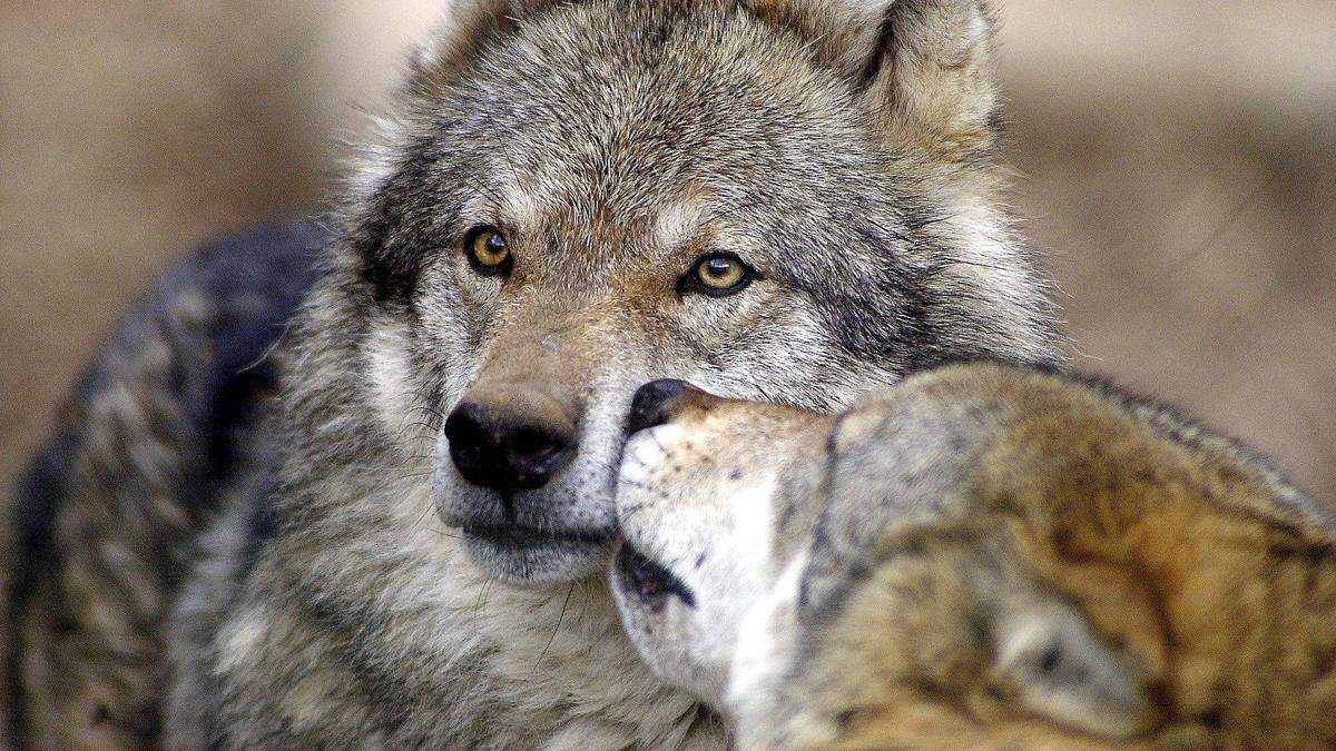 Harte Fronten in der Causa Wolf gibt es zwischen Politik und Naturschützern 