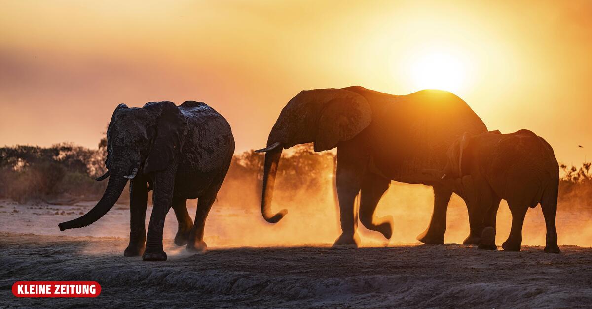 Big game hunter trampled to death by elephants in Africa