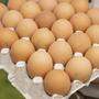 Der Selbstversorgungsgrad mit Eiern liegt in Kärnten bei 118 Prozent