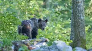 Der Bär bemerkte die Radfahrerin und ihren Hund zum Glück nicht (Sujetbild)