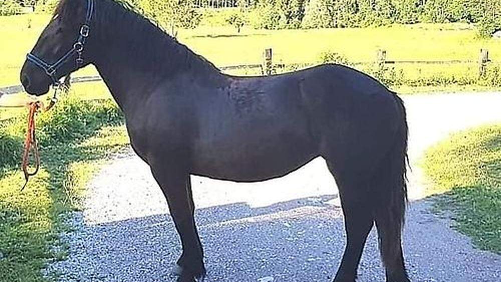 Wer hat dieses Pferd gesehen? Die Polizei sucht nach Zeugen 