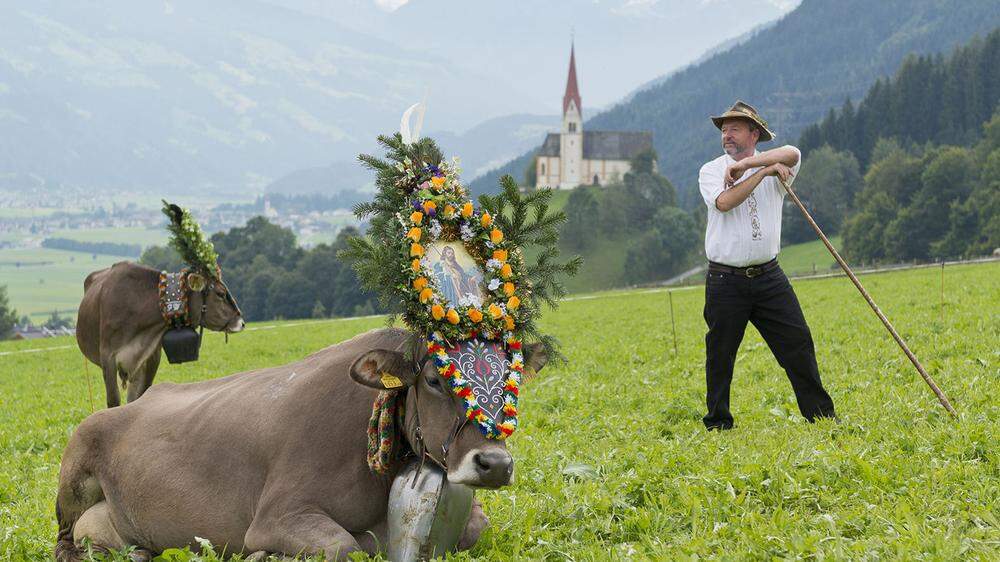 Die mit Blumen, Glocken und Heiligentafeln geschmückten Heumilchkühe machen sich auf den Weg ins Tal    