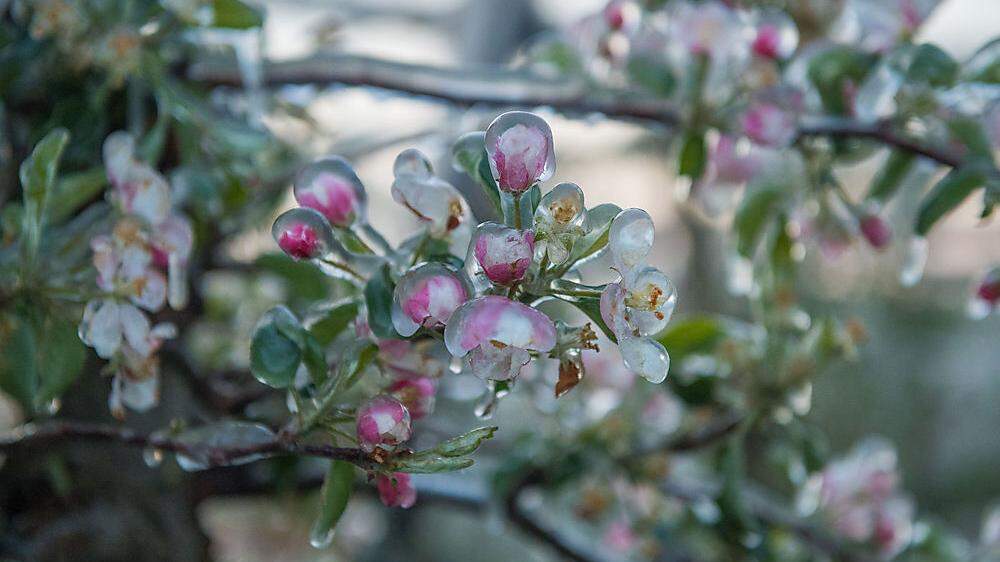 Viele Bauern schützen ihre Blüten durch Frostberegnung (der Eismantel schützt die Blüten vor noch kälteren Temperaturen)