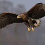 Der Seeadler ist Österreichs Wappentier