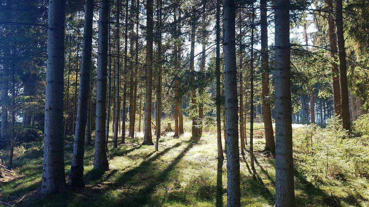 Der Mann irrte durch den Wald, seine Schreie blieben unerwidert