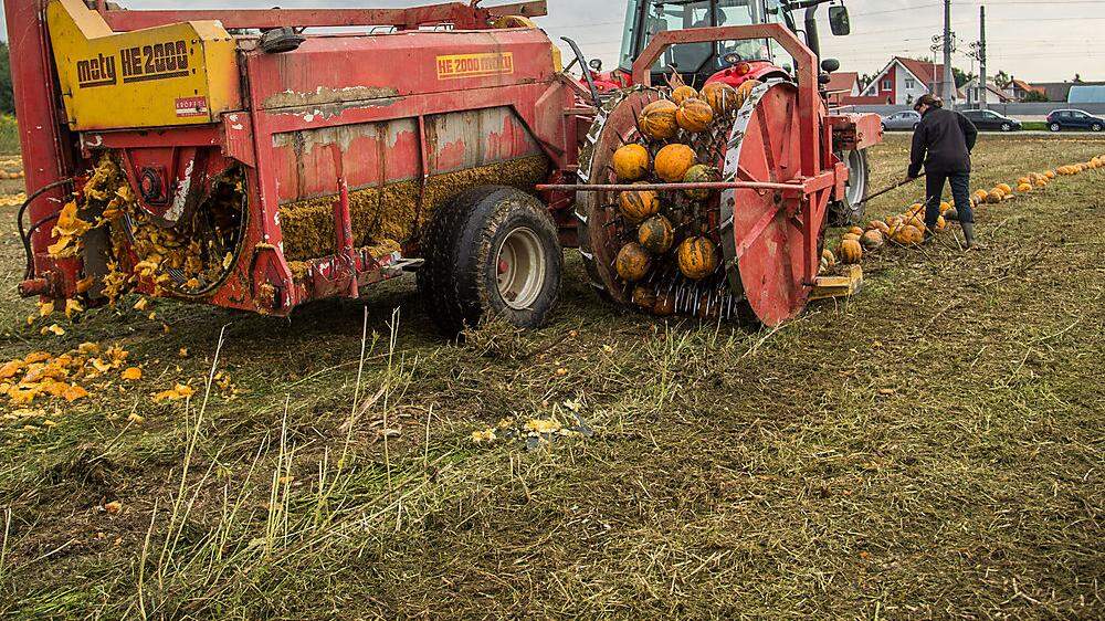 Symbolbild: Traktor bei der Ernte von Ölkürbissen