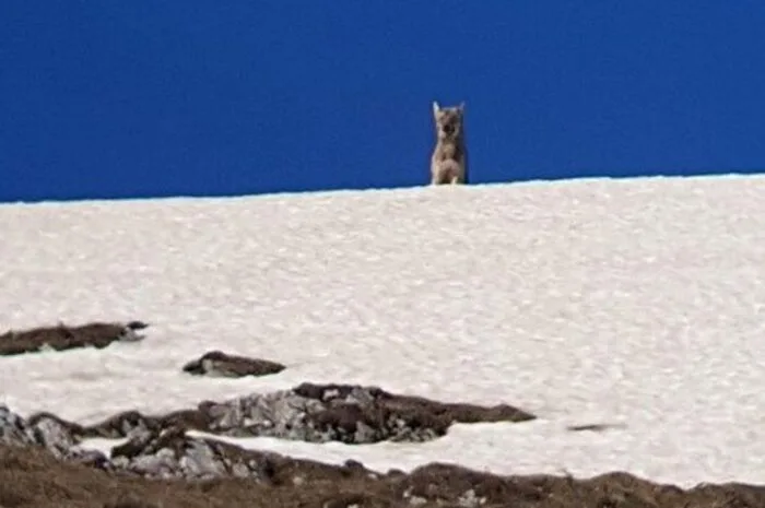 Wolf am Reiting