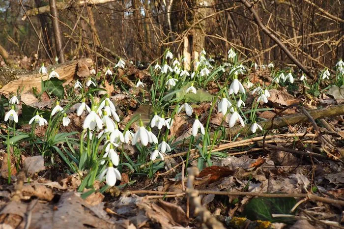 In den Murauen in Mureck stehen die Frühlingsboten derzeit schon in Blüte und verwandeln den Waldboden in ein weißes Blütenmeer.