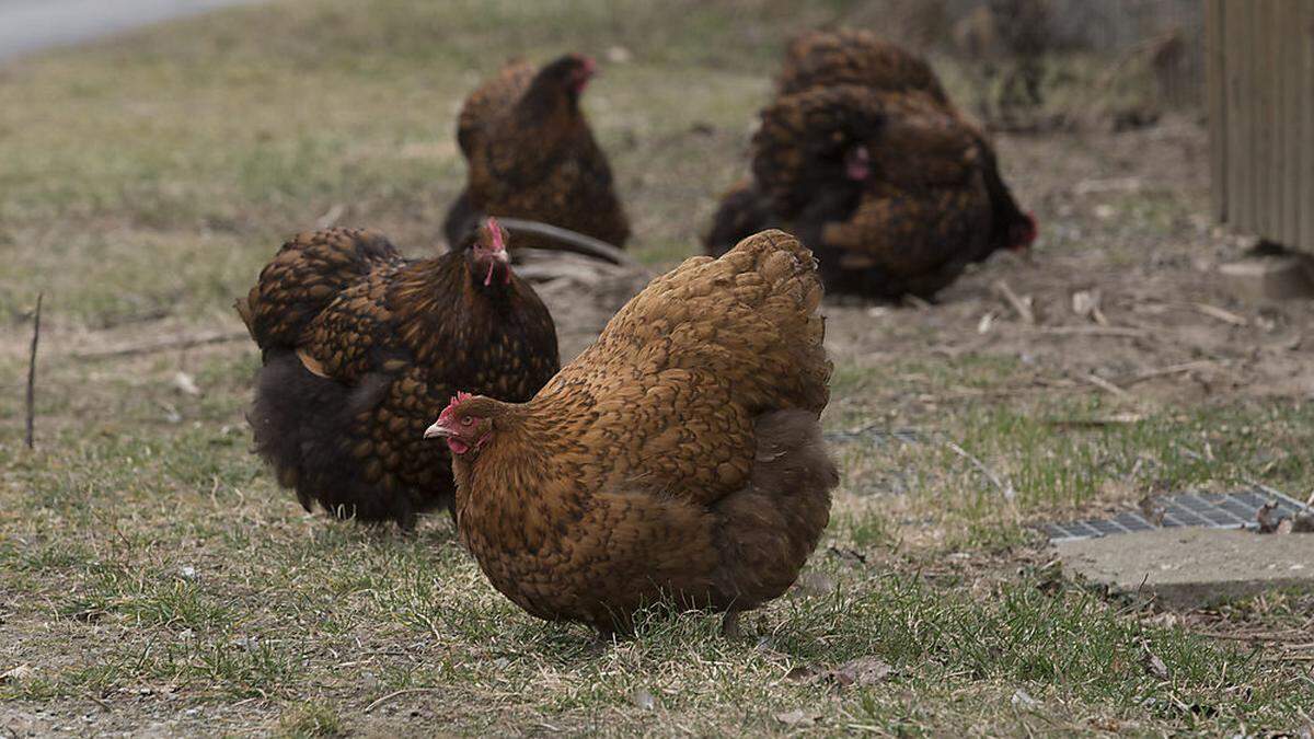 Fünf Hühner sind verendet, zehn weitere mussten schmerzlos getötet werden