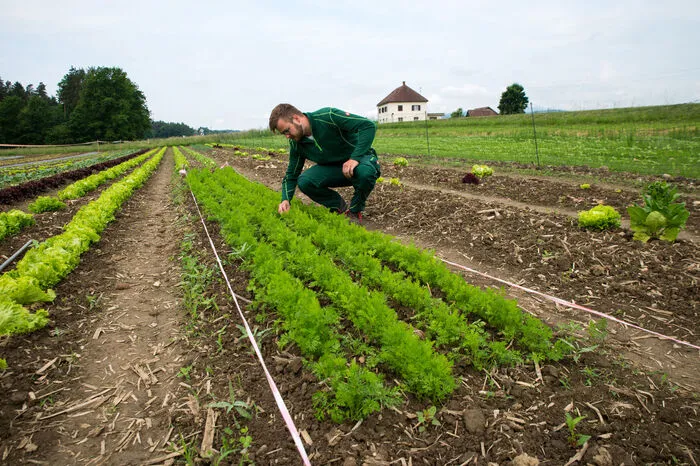 350 Salatköpfe wurden bereits am Feld geerntet, Radieschen mussten bereits nachgepflanzt werden.
