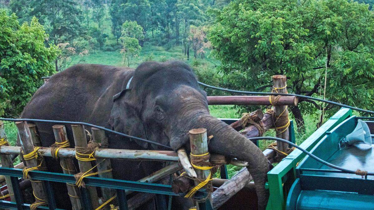 Der Elefant soll in ein Tierreservat gebracht und mit einem Tracker versehen werden