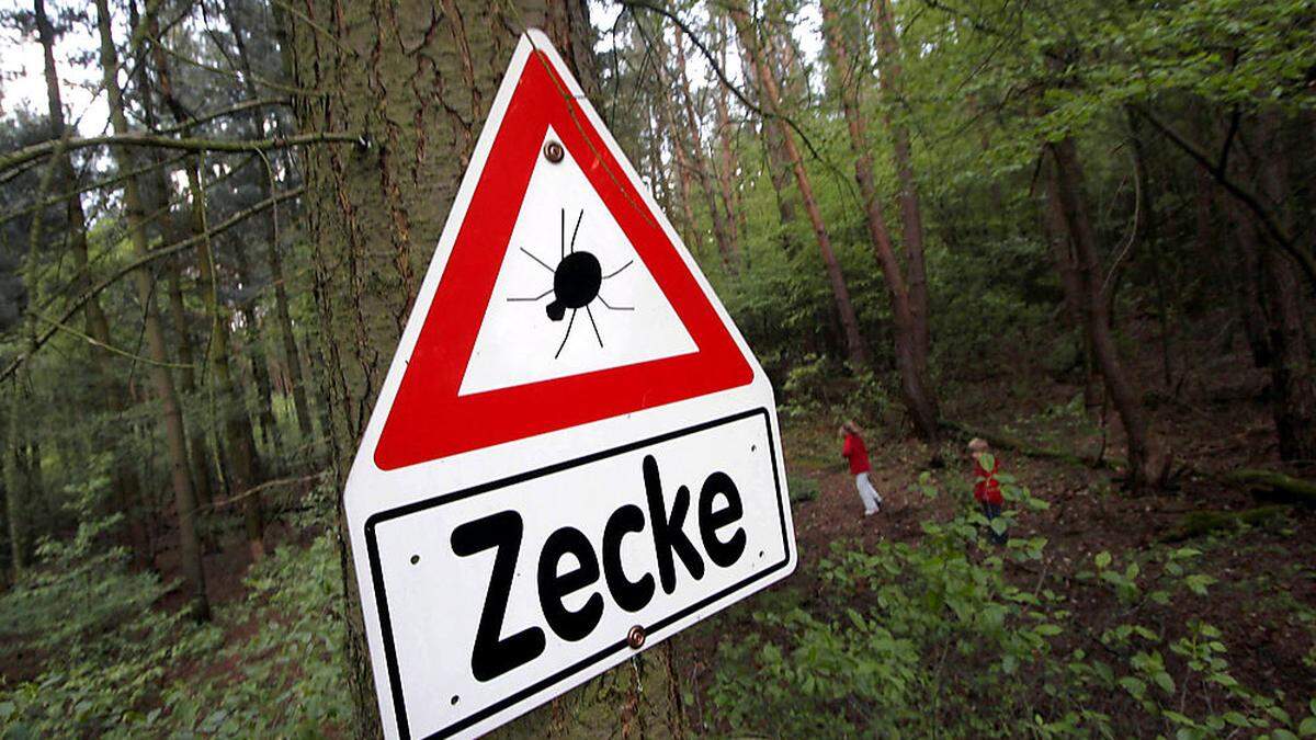 Über 30 Prozent der Zecken sind mit Borrelien infiziert