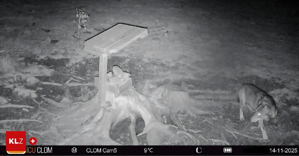 Erste-Sichtung-seit-Jahren-Wolf-tappte-direkt-neben-steirischem-Herdenschutz-Zentrum-in-Kamerafalle