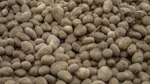 Ein landwirtschaftlicher Betrieb aus Sachsen verschenkt 4000 Tonnen Kartoffeln