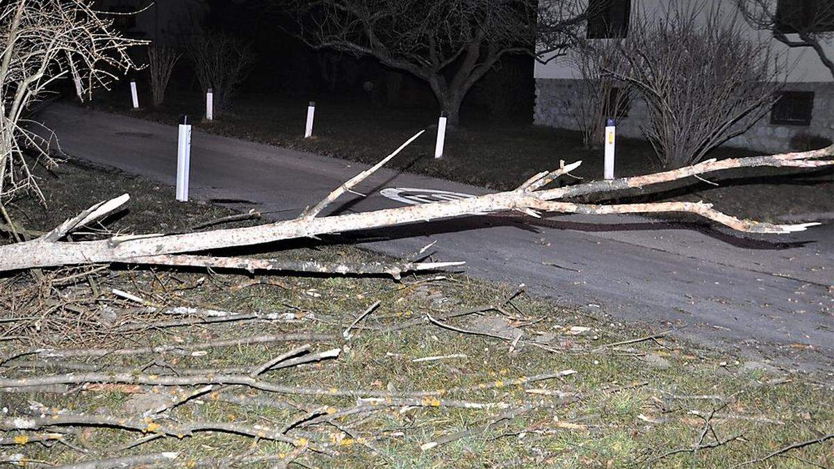 Eine starke Windböe entwurzelte diesen Baum, der in der Folge auf die Zangtalerstraße stürzte