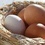 Augen auf beim Eierkauf: Eier aus artgerechter Hühnerhaltung sind nicht selbstverständlich