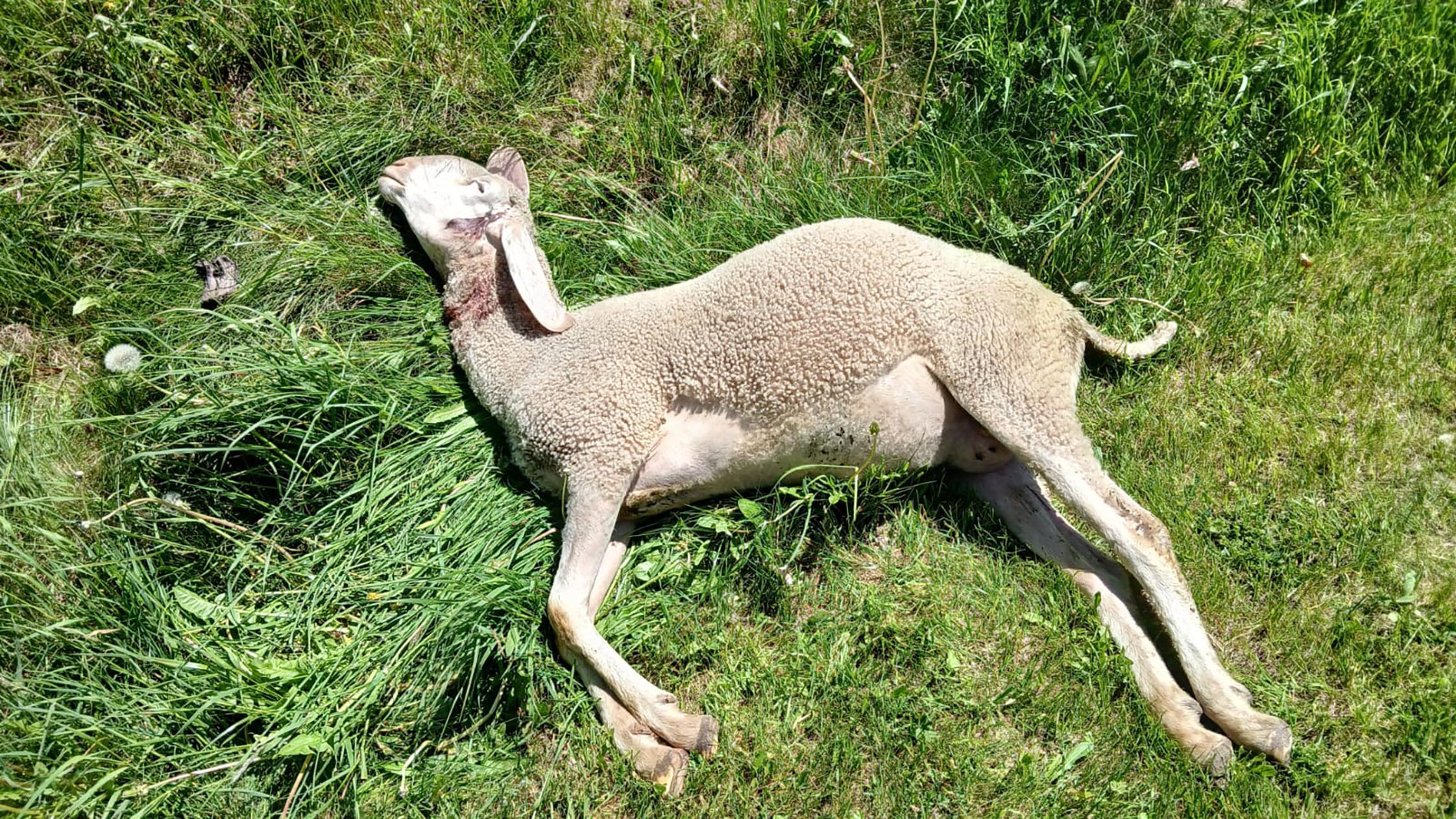 Ein totes Schaf liegt in der Wiese