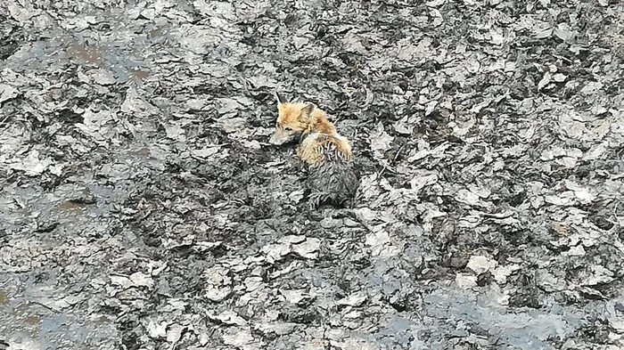 Aus eigener Kraft hätte der Fuchs es nicht geschafft ...