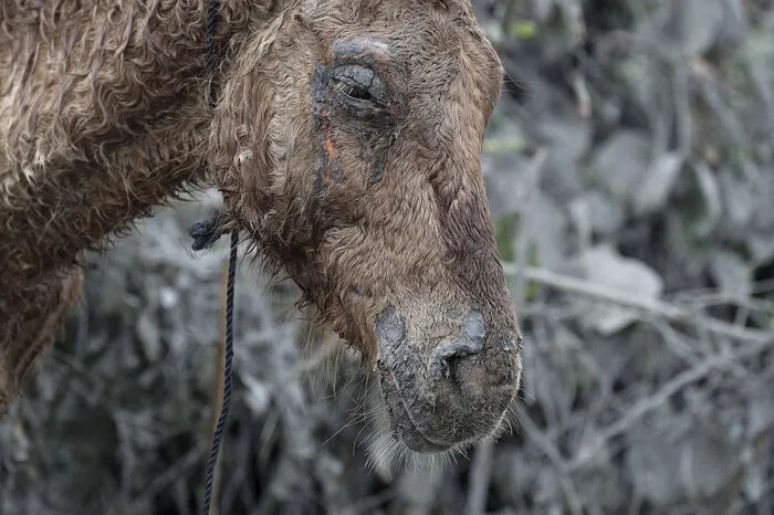 Auch die Tiere leiden unter dem Ascheregen.
