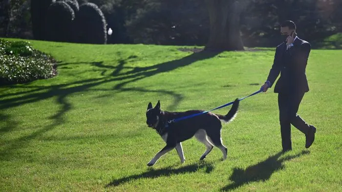Nach aggressivem Verhalten und einer Beißvorfall bekommt der jüngere Schäferhund von US-Präsident Joe Biden nun "First-Dog"-Unterricht.