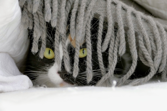 Meine Langhaar-Schildkrötenkatze glaubt, für einen Hinterhalt perfekt getarnt zu sein
Tier: Meine Langhaar-Schildkrötenkatze
Aufnahmeort: Genua, Italien