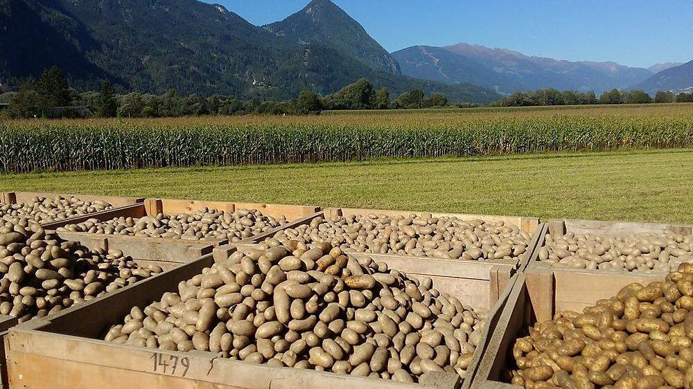 Der Astnerhof in Nikolsdorf bringt seine Qualitätskartoffeln zur Gänze in den Handel