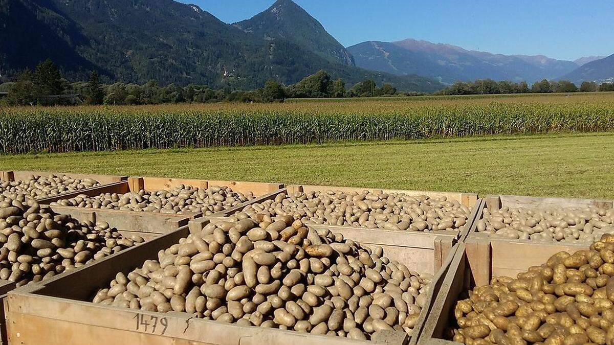 Der Astnerhof in Nikolsdorf bringt seine Qualitätskartoffeln zur Gänze in den Handel