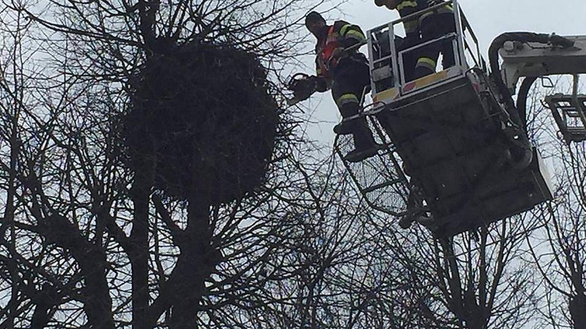 Feuerwehren befreiten den Storchenhorst von Ästen