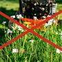 Wenn ein bestehender Gebrauchsrasen nicht mehr gedüngt, gespritzt und bewässert und nur mehr 5- bis 7-mal pro Jahr gemäht wird, können sich Wildblumen nach und nach im Rasen ansiedeln