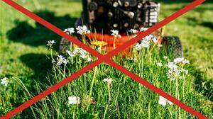 Wenn ein bestehender Gebrauchsrasen nicht mehr gedüngt, gespritzt und bewässert und nur mehr 5- bis 7-mal pro Jahr gemäht wird, können sich Wildblumen nach und nach im Rasen ansiedeln