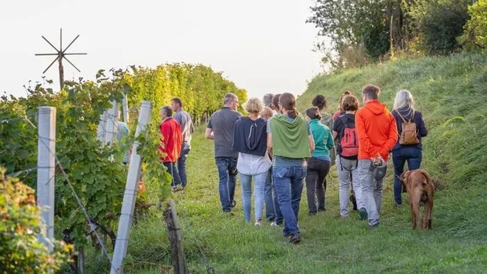 Bei der winzergeführten Wein-Wiesen-Wanderung der Biodiversität auf der Spur