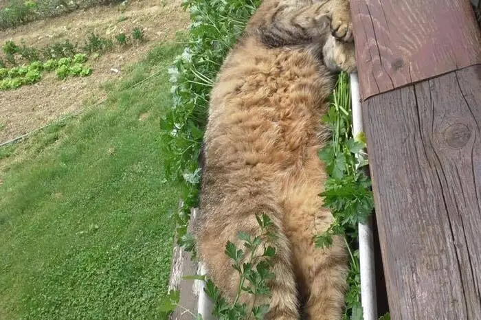 Bezi aus Laßnitzhöhe schläft am besten in luftiger Höh' im Blumenkisterl. Seit einem Unfall hat er leider nur noch ein Drittel seines Schweifs für seinen Besitzer Walter Nöst ist er aber immer noch der schönste und liebste Kater weitum.