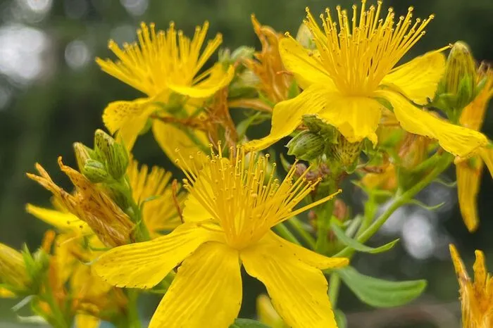 Bunte Blumenpracht bei Günther Buchhaus in Stallhofen
