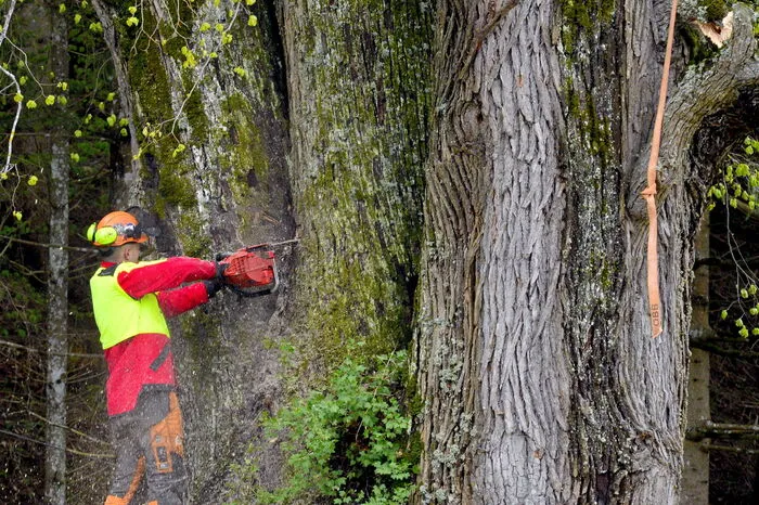 Der Baum hatte einen Umfang von 6,10 Meter und eine Höhe von circa 40 Meter.